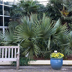 Palm and Cycad Photo